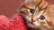 © Vasiliy - Cute ginger cat with a heart in a paw. Valentine's day concept. Love for pets. A card for Valentine's Day or for animal shelters
