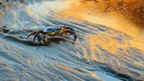 Crab on Sandy Shore at Sunset