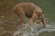 © Pitokung - view of a Sumatran tiger walking in the water