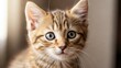 © Sa - A curious tabby kitten with bright eyes looks directly at the camera