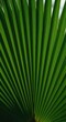 © vadosloginov - Abstract Green Palm Leaf Texture