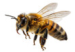 © morshed.png - Detailed close-up of a honey bee flying, highlighting its fuzzy body, transparent wings, and striped patterns on a pristine white background