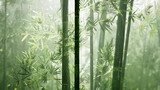 Tall green bamboo stalks rise majestically through a soft mist, creating a tranquil environment. The early morning light filters through, enhancing the peaceful ambiance of the forest.