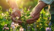 © eliyashevskiy - Hands reaching to tend to green plants among wildflowers in a sunny garden during late afternoon