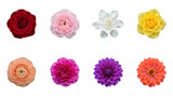 Colorful flower head set including rose, carnation, dahlia, zinnia, ranunculus, and gardenia blossoms isolated. Floral design and botanical nature collection.