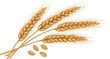 © Vector Design Hub - Golden wheat ears with grains illustration, organic cereal crop harvest symbol for agriculture and food design.