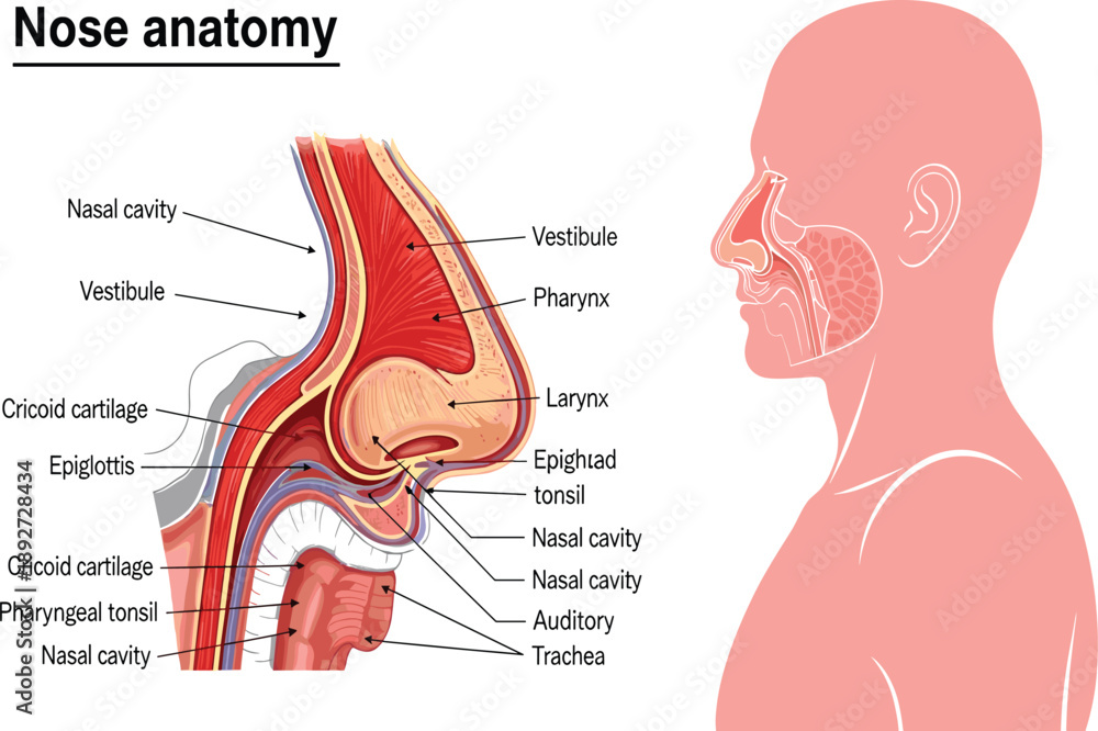 Detailed Medical Illustration of Human Nose Anatomy Showing the Nasal ...
