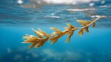 A single strand of brown seaweed drifts peacefully underwater in clear blue ocean water with sunlight dappling the surface