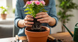 © Cliff - Woman transplanting flower into pot at table indoors, close-up, taking care of houseplant.