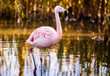 © Ievgen Skrypko - Pink Flamingo Birds In Water And A Lonely Bird With A Long Neck In The National Park
