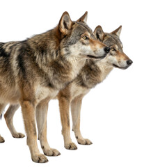  Two Profile Gray Wolves Standing Isolated on White Background