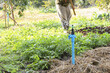 © CoreRock - Sprinkler pipe in vegetable garden showing peaceful rural lifestyle with blurred farmer working soil in background holding tool among green plants and mulch