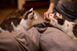 © Евгений Вершинин - Black and white kitten hides playfully. Tiny kitten peeks from pillow with gentle glow. Adorable black and white kitten mischievously emerges from cushion as hand offers food