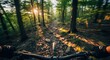 © RONNY - POV of biking through a sunlit forest trail