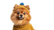 © Thaddeus - Isolated cute Pomeranian dog dressed in knitted hat and sweater, studio shot, portrait