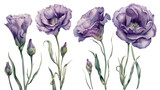 Set of dark purple eustoma flowers with green leaves in detailed watercolor. Elegant floral elements for wedding design or botanical posters. Isolated on transparent background
