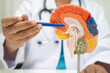 © Warawan - Asian doctor holding brain anatomy model for study diagnosis and treatment in hospital.