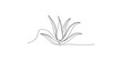 © Line Art Gallery - Minimalist continuous line drawing of an aloe vera plant for a simple logo design or decorative element