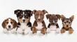 © Alice C - Five dogs of different breeds and sizes lined up against a white background, looking at the camera. Features small terriers to larger mixed breeds. Ideal for pet adoption or veterinary marketing.