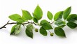 © Hallie - lush green branch with leaves and buds isolated on white for design