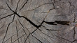 © APHOTOSTUDIO - The surface of an old gray stump is covered with large cracks.