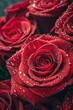 © Anastasiia Kasina - Background of red roses with drops of water
