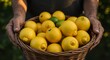 © Anzhelika - Man holding a wicker basket full of fresh yellow citrus fruits. Organic harvest concept for healthy eating and agriculture.