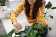 © New Africa - Woman wiping beautiful houseplant leaf at home, closeup