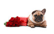 © Pixel-Shot - Cute French bulldog with roses and gift box lying on white background. Valentine's Day celebration