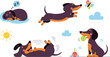 © jafrine - Cute dachshund dog collection with sleeping playing rolling and seasonal cartoon pet illustration set