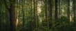© AkuAku - Dusk in a Mecklenburg Vorpommern forest, Germany