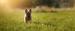 © AkuAku - Belgian Shepherd Malinois puppies as young dogs in open field with copy space