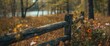 © AkuAku - Forest scene with an old wooden fence, pattern, flower, texture, water, summer, nature, tree, spring, landscape