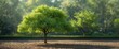 © pngking - Maidenhair tree (Ginkgo biloba) showcasing fresh green foliage during summer