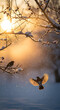 © Pink Zebra - Birds in snowy branches at sunrise, glowing spring transition landscape with flying songbird and golden sunlight