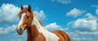 © AbstractAI - Beautiful pinto horse image set against a clear blue sky