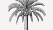 © Neural art - Black and white hand-drawn illustration of a date palm tree with fruit clusters.