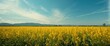 © vxnaghiyev - Cultivation of Sunhemp plantations
