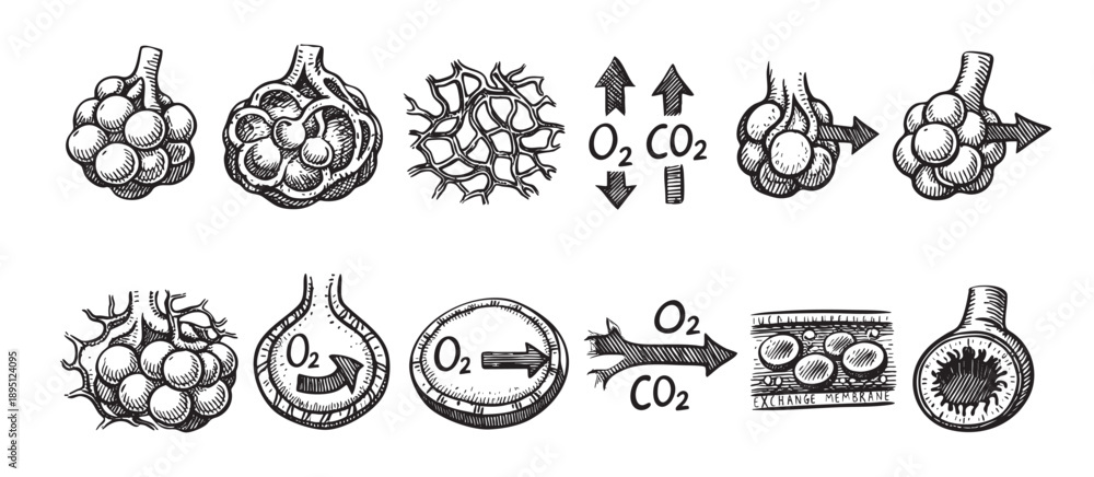 Black and white vector diagram illustrates the human lung alveoli ...