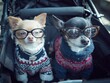 © Business Pics - two adorable small dogs wearing stylish sweaters and accessories enjoying a ride in a pet stroller