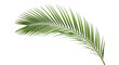 © Viktor - Green palm leaf PNG isolated on transparent background, tropical foliage for summer design and exotic vacation themes
