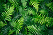 © Kats.K. - シダの葉のパターン、繰り返す自然のモチーフと瑞々しい緑