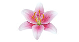 Close-up of a delicate pink lily flower with speckled petals