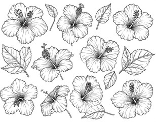 Naklejka na meble Black and white line art of several hibiscus flowers and leaves