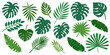 © Dibyendu - Assorted tropical leaves in varying shades of green isolated on white