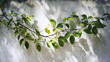 © liu - concrete. Natural shadow patterns from leaves and branches creating an abstract texture on a white wall. travel magazines, destination branding, designed for outdoor magazines and nature guides.