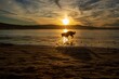 © Yuriko David - Dog,Sunrise, Half Moon Bay, California, Pacific, Northwest,