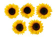 © andreo - Set of sunflower blooms isolated on white background