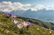 © Anastasiia Kasina - Blooming spring flowers in spring at the background of snow mountains