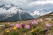 © Anastasiia Kasina - Blooming spring flowers in spring at the background of snow mountains